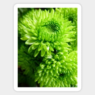 Green Chrysanthemums Sticker